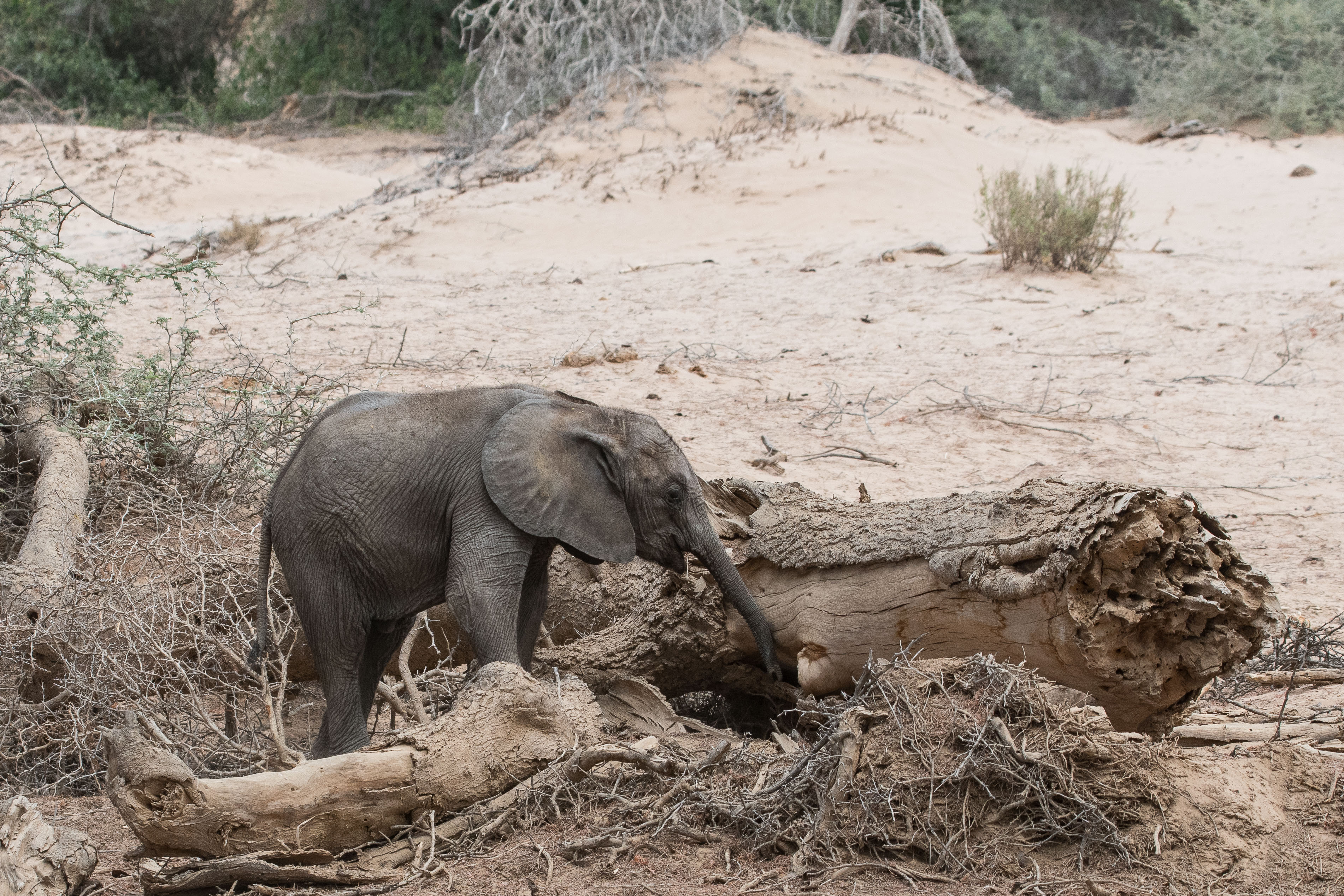 Eléphanteau du désert (Desert-adapted baby elephant, Loxodonta africana), explorant le lit asséché de la rivière Hoanib, Kaokoland, Kunene, Namibie.